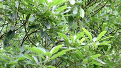 Daphniphyllum oldhami