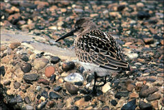 Calidris alpina