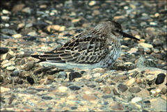Calidris alpina