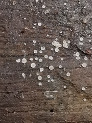 Orbiliomycetes