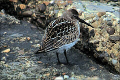 Calidris alpina