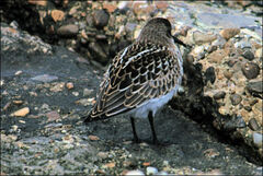 Calidris alpina