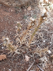 Carlina lanata