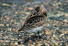 Calidris alpina
