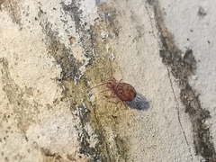 Dicyrtomina ornata