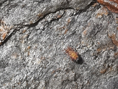 Dicyrtomina ornata