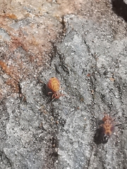 Dicyrtomina ornata