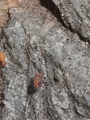 Dicyrtomina ornata
