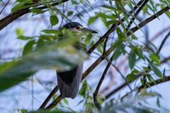Nycticorax nycticorax nycticorax