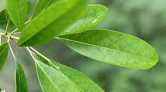 Daphniphyllum oldhami