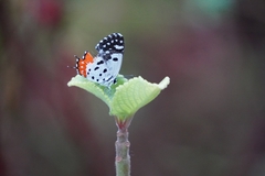 Talicada nyseus nyseus