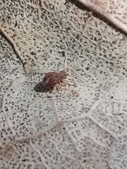 Dicyrtomina ornata
