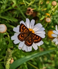 Lycaena enysii