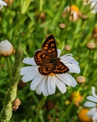 Lycaena enysii