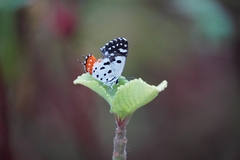 Talicada nyseus nyseus