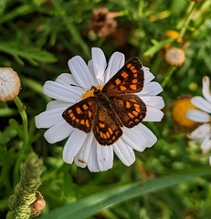 Lycaena enysii