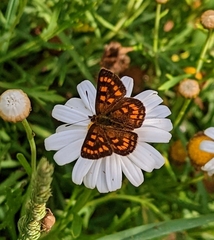 Lycaena enysii