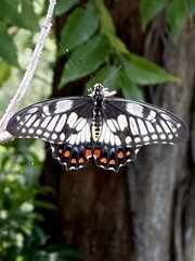 Papilio anactus