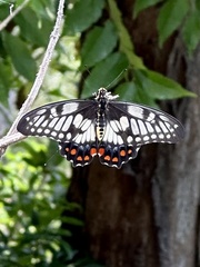 Papilio anactus