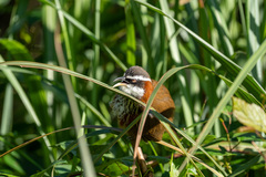 Pomatorhinus musicus