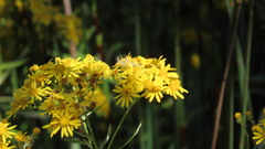 Senecio pterophorus