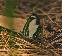 Psychonotis caelius