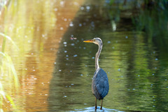 Ardea cinerea jouyi