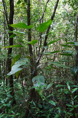 Hancea integrifolia
