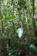 Hancea integrifolia