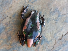 Phrynomantis bifasciatus