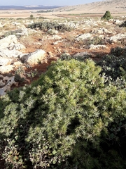 Juniperus oxycedrus