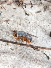 Calliphora stygia