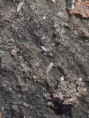 Vertagopus pseudocinereus