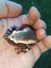 Phrynomantis bifasciatus