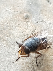 Calliphora stygia