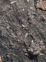 Vertagopus pseudocinereus