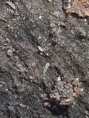 Vertagopus pseudocinereus