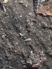 Vertagopus pseudocinereus