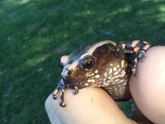 Phrynomantis bifasciatus