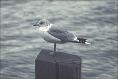 Larus canus