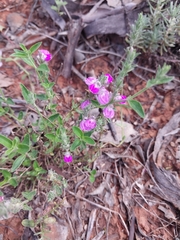 Rostellularia adscendens