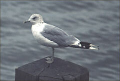 Larus canus