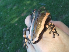 Phrynomantis bifasciatus