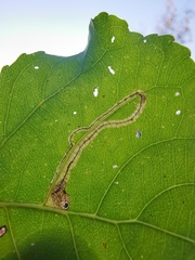 Stigmella trimaculella