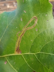 Stigmella trimaculella