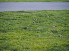 Carduelis carduelis britannica