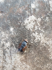 Calliphora stygia
