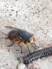 Calliphora stygia