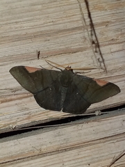 Sphacelodes vulneraria