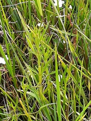 Haloragis heterophylla